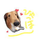 ラフコリーと仲間達日常＆お正月（個別スタンプ：3）