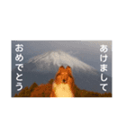 ラフコリーと仲間達日常＆お正月（個別スタンプ：8）