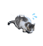 生暖かく見守ってくださいニャ（個別スタンプ：7）