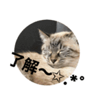 もちゃ 11 ＆友達（個別スタンプ：16）