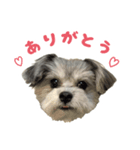 ANZUスタンプ（個別スタンプ：2）