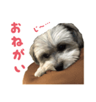 ANZUスタンプ（個別スタンプ：4）