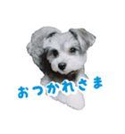 ANZUスタンプ（個別スタンプ：5）