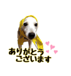 たちみみぷらむ（個別スタンプ：5）