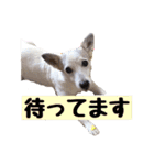 たちみみぷらむ（個別スタンプ：11）