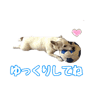 たちみみぷらむ（個別スタンプ：12）