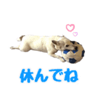 たちみみぷらむ（個別スタンプ：13）
