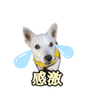 たちみみぷらむ（個別スタンプ：17）