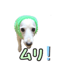 たちみみぷらむ（個別スタンプ：21）