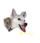 たちみみぷらむ（個別スタンプ：24）