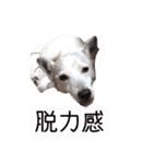 たちみみぷらむ（個別スタンプ：25）