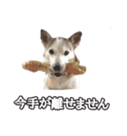 たちみみぷらむ（個別スタンプ：27）