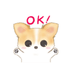 ちわわん こたろう（個別スタンプ：1）
