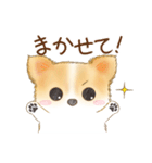 ちわわん こたろう（個別スタンプ：5）