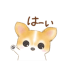 ちわわん こたろう（個別スタンプ：7）