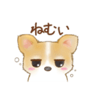 ちわわん こたろう（個別スタンプ：11）