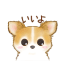 ちわわん こたろう（個別スタンプ：12）