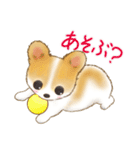 ちわわん こたろう（個別スタンプ：13）