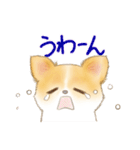 ちわわん こたろう（個別スタンプ：15）