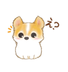 ちわわん こたろう（個別スタンプ：19）