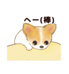 ちわわん こたろう（個別スタンプ：20）