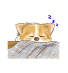 ちわわん こたろう（個別スタンプ：22）