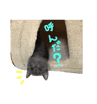 うちの猫三人衆（個別スタンプ：1）