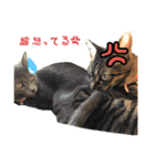 うちの猫三人衆（個別スタンプ：4）