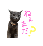 うちの猫三人衆（個別スタンプ：5）