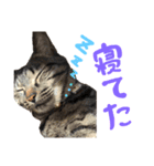 うちの猫三人衆（個別スタンプ：6）