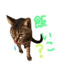 うちの猫三人衆（個別スタンプ：7）