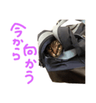 うちの猫三人衆（個別スタンプ：8）