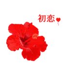 花や鳥で会話する（個別スタンプ：1）