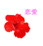 花や鳥で会話する（個別スタンプ：3）