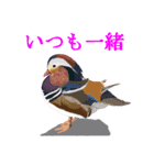 花や鳥で会話する（個別スタンプ：5）
