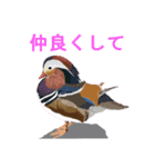 花や鳥で会話する（個別スタンプ：6）
