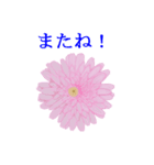 花や鳥で会話する（個別スタンプ：13）