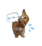 うたピョン（個別スタンプ：1）