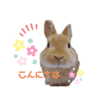 うたピョン（個別スタンプ：9）