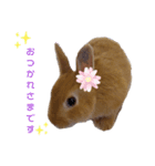 うたピョン（個別スタンプ：10）