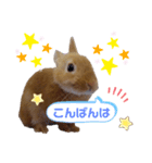 うたピョン（個別スタンプ：11）