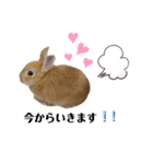 うたピョン（個別スタンプ：13）