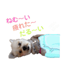 キヒロ☆の白い毛玉（個別スタンプ：4）
