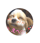 キヒロ☆の白い毛玉（個別スタンプ：5）
