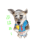 キヒロ☆の白い毛玉（個別スタンプ：33）