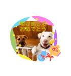 ピースワンコ保護犬スタンプお正月ver.（個別スタンプ：2）