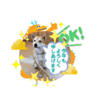 ピースワンコ保護犬スタンプお正月ver.（個別スタンプ：7）