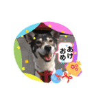 ピースワンコ保護犬スタンプお正月ver.（個別スタンプ：9）