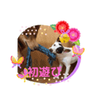 ピースワンコ保護犬スタンプお正月ver.（個別スタンプ：11）