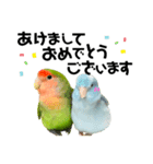 小桜インコラッキー＆マメルリハそらお正月（個別スタンプ：1）